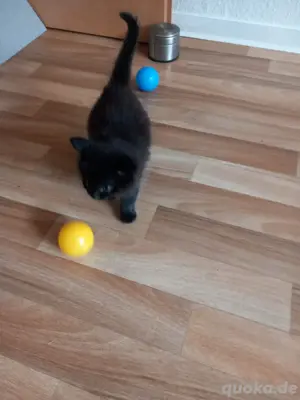 Mädchen Katze 