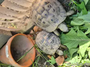 Griechische Landschildkröten 
