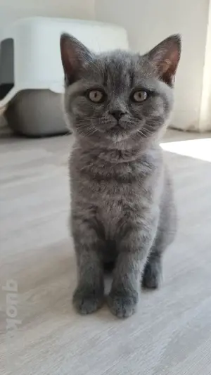 BKH Kitten 1 Weibchen noch
