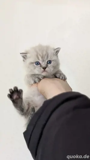 bkh kitten   