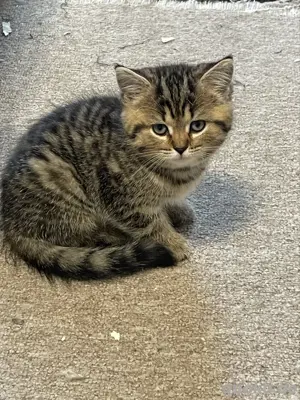 Babykatze sucht neuer zu Hause