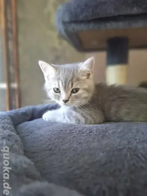 Bkh schmuse Kater