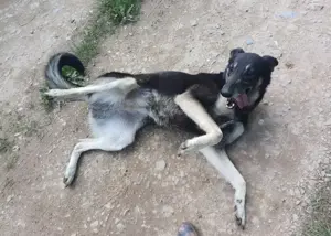 LOLA - hofft auf ihre große Chance (wartet in Rumänien) Bild 2