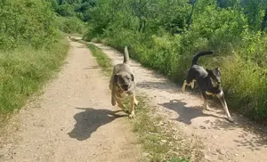 LOLA - hofft auf ihre große Chance (wartet in Rumänien) Bild 3