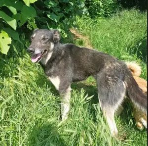 LOLA - hofft auf ihre große Chance (wartet in Rumänien)
