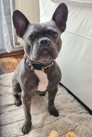 Französische bulldogge 