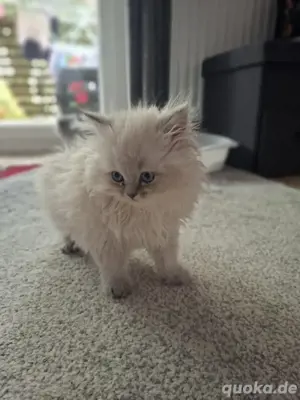Perserkatze 
