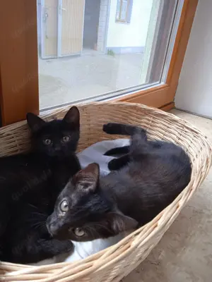 Katzenkinder