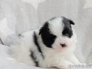Wunderschöner Pomeranian Mix Welpe (Rüde)