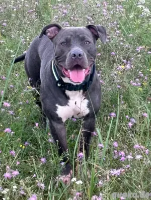 Mischling Hund 1,5 jahre alt 