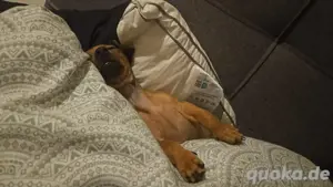 Zwergpinscher-Welpe
