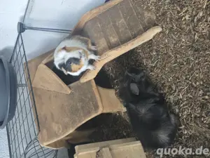 Meerschweinchen 