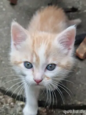 Katerkitten in liebevolle Hände abzugeben