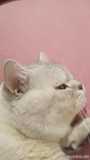 BKH Männchen 2 Jahr alt sein name ist Alpha grüne augen und er kriegt immer bildhübsch babys.