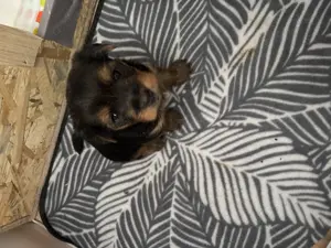 Yorkshire Terrier Welpen 