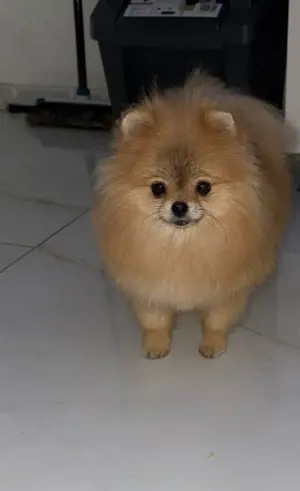 pomeranian mini