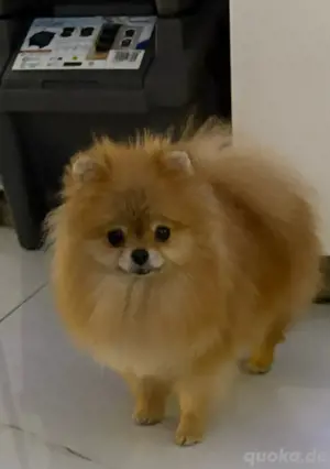 pomeranian mini