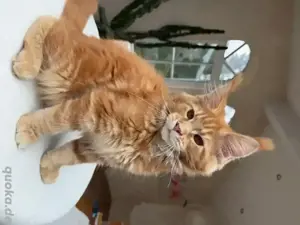   Bildschönes Maine Coon kitten mit stammbaum   