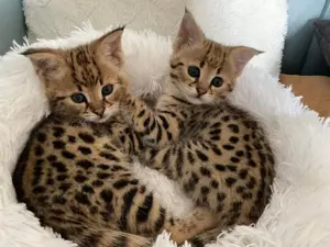 Bengal-Kätzchen mit hervorragender Abstammung und TICA-Registrierung !!!  