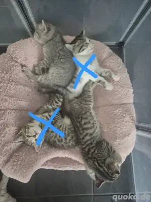 BKH Bengal Kitten 