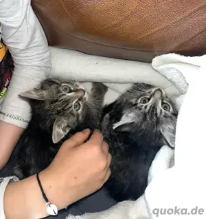 katzenbabys, Kitten zu verkaufen 