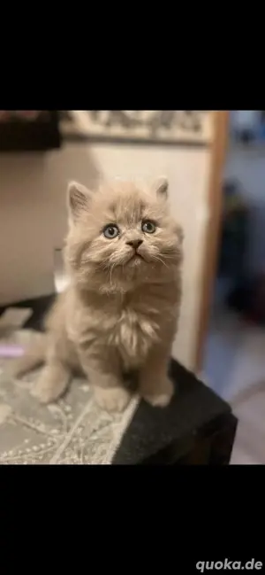 Bkh kitten zu verkaufen
