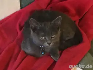 Bombay-Perser Kitten, Kater 