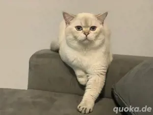 Bkh Britisch Kurzhaar Kater mit Stammbaum