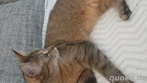 Hauskatze abzugeben 