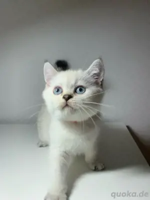 Bkh Britisch Kurzhaar Kitten mit Stammbaum Bild 2