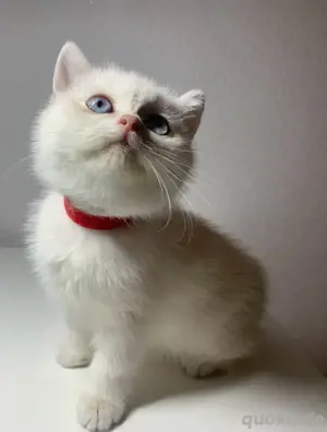 Bkh Britisch Kurzhaar Kitten mit Stammbaum Bild 3