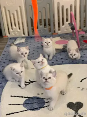 Bkh Britisch Kurzhaar Kitten mit Stammbaum