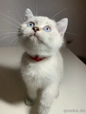 Bkh Britisch Kurzhaar Kitten mit Stammbaum Bild 4