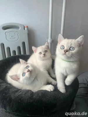 Bkh Britisch Kurzhaar Kitten mit Stammbaum Bild 5