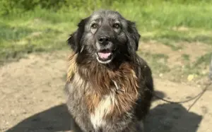 Mahkari wünscht sich ein Zuhause!