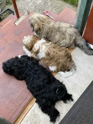 Shih-Tzu zu verkaufen 