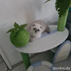 Bkh Kitte Weibchen