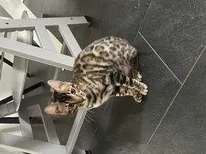Bengalkater, reinrassig, männlich, 6 Monate alt, geimpft, stubenrein