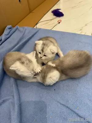 BKH Kitten Seal Silver Shaded   Point 