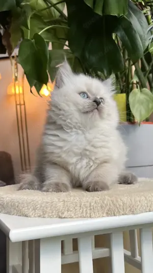 Süße BLH kitten (Weibchen) abgabebereit 