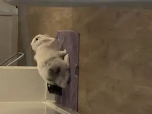 Miniloops abzugeben
