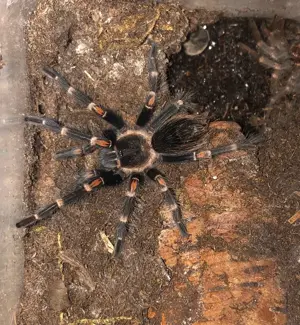 Brachypelma auratum - Vogelspinne