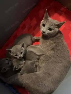 Russisch Blau Kitten zu verkaufen