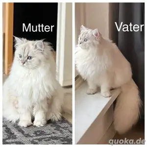 charmantes und verspieltes männliches BLH-Kätzchen Bild 7