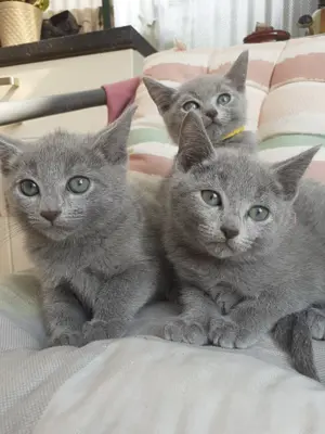 Typvolle Russisch Blau Kitten Bild 3