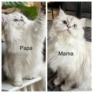 süßes männliches BLH Kätzchen abgabebereit