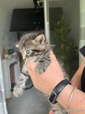 Baby Katze Mädchen Kitten