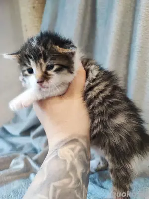 Maine coon mix kitten Katzenbaby 