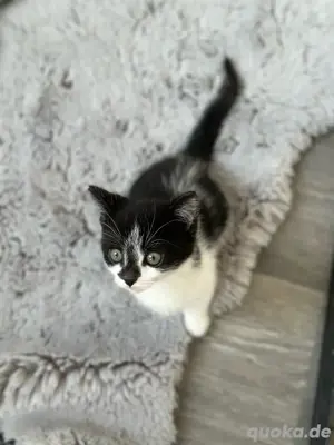 Verkaufe die Katze