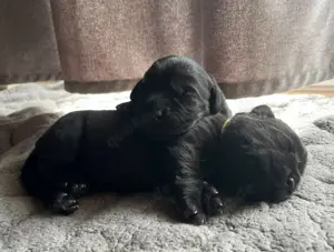 **Labrador Welpen, schwarz**FCI Verpaarung